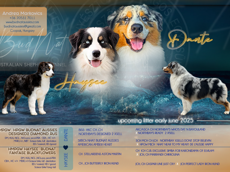 Dante-Haysee_advert_400